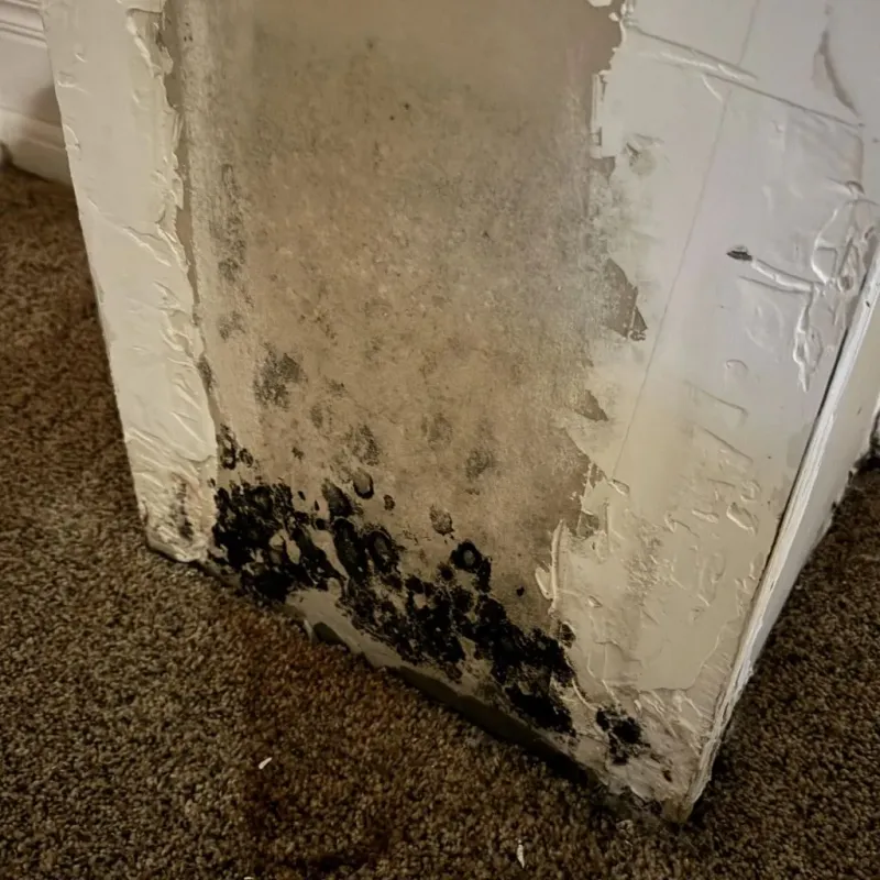 Professional Mold Removal in Huntsville, TN